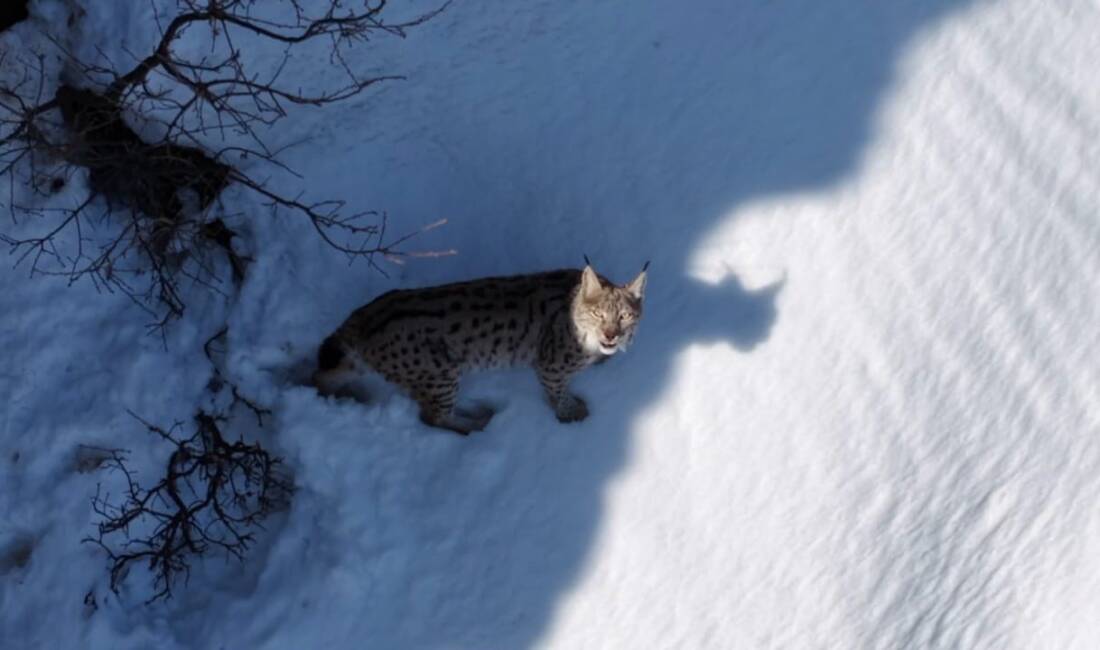 Azat Özel, Tunceli Doğa Koruma ve Milli Parklar Şubesi'nde görevliyken
