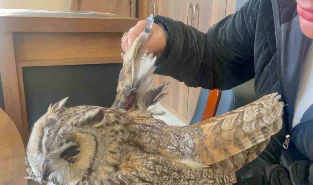 Van’ın Muradiye ilçesinde bir vatandaş tarafından yaralı bulunan baykuş tedavi