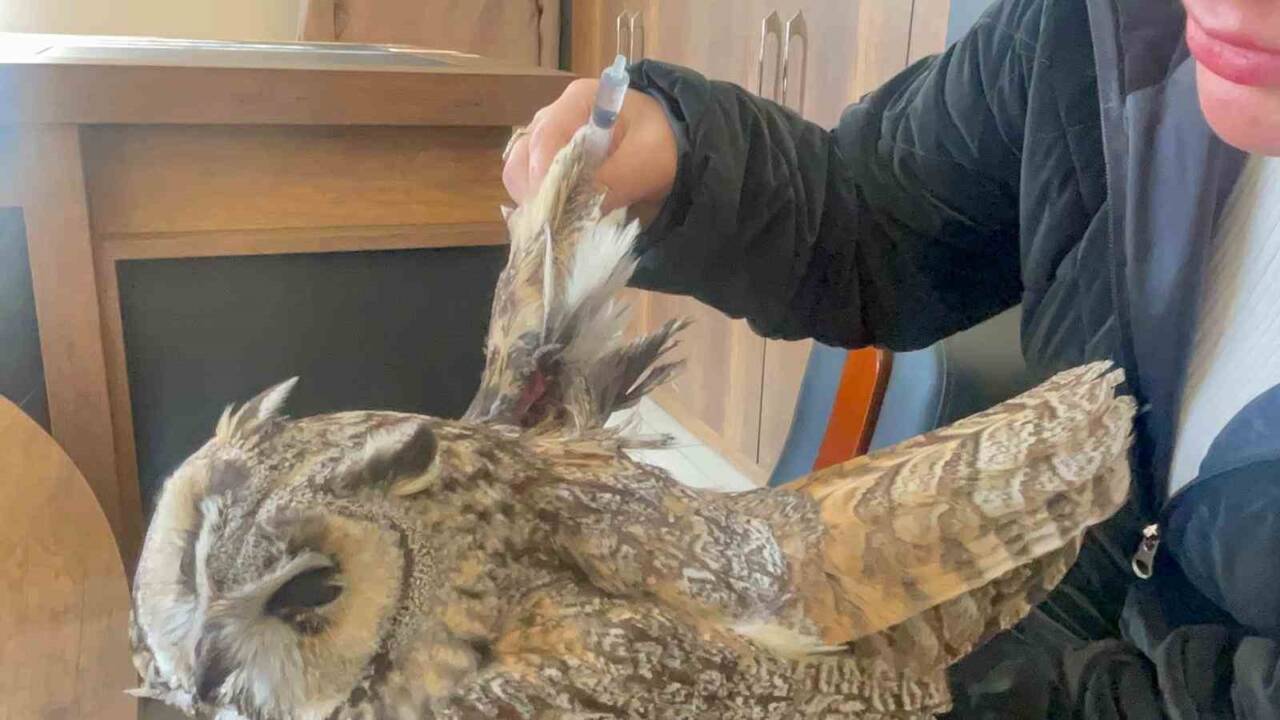 Van’ın Muradiye ilçesinde bir vatandaş tarafından yaralı bulunan baykuş tedavi