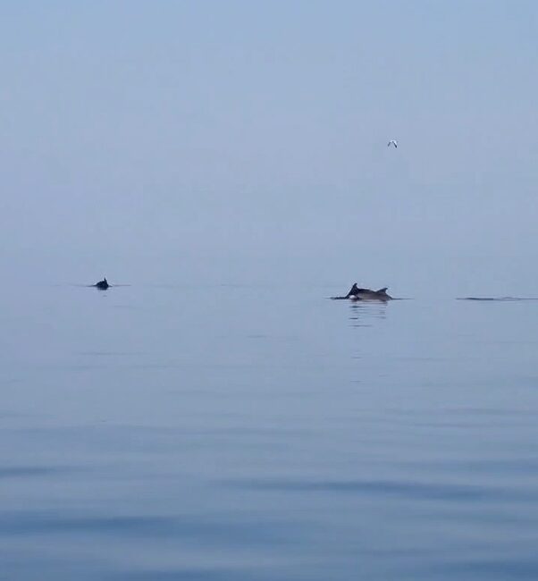 Yalova’nın Çınarcık ilçesine bağlı Esenköy beldesi açıklarında balıkçılara eşlik eden