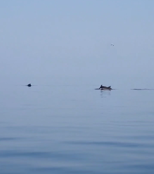 Yalova’nın Çınarcık ilçesine bağlı Esenköy beldesi açıklarında balıkçılara eşlik eden