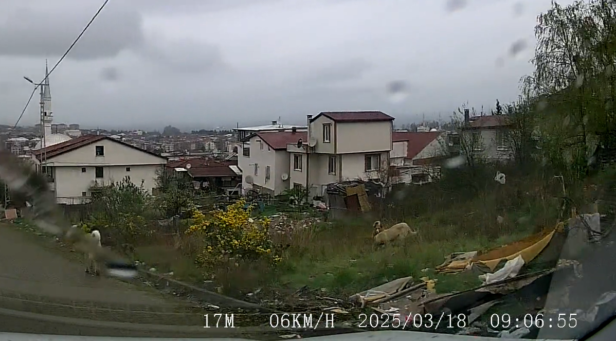 Yalova'da 5 yaşındaki Halit Hamo, bakkala giderken sokak köpeklerinin saldırısına