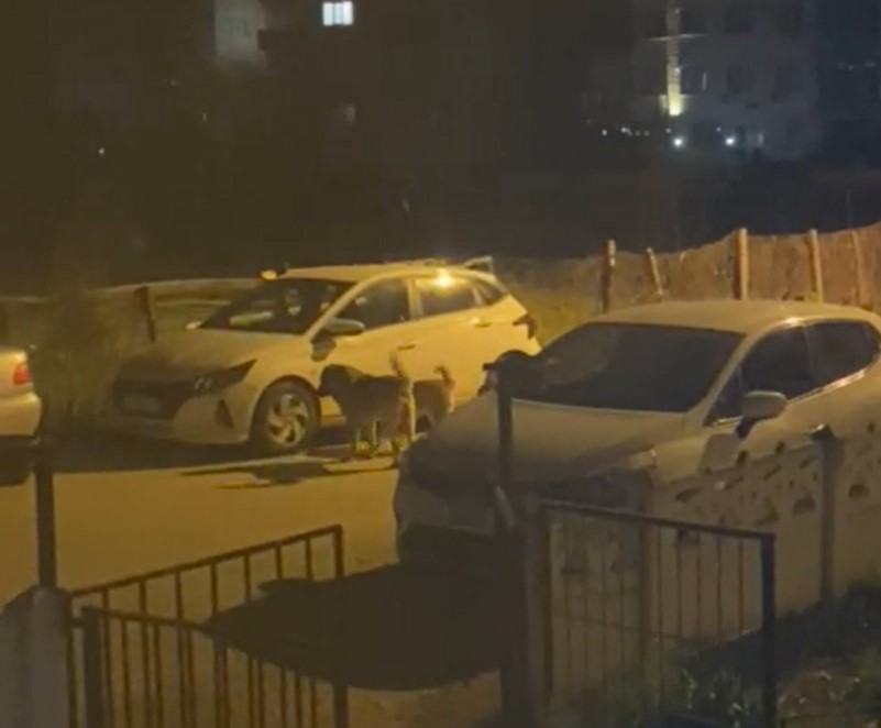 Yalova’nın Çınarcık ilçesinde park halindeki 2 otomobile saldıran sokak köpekleri,