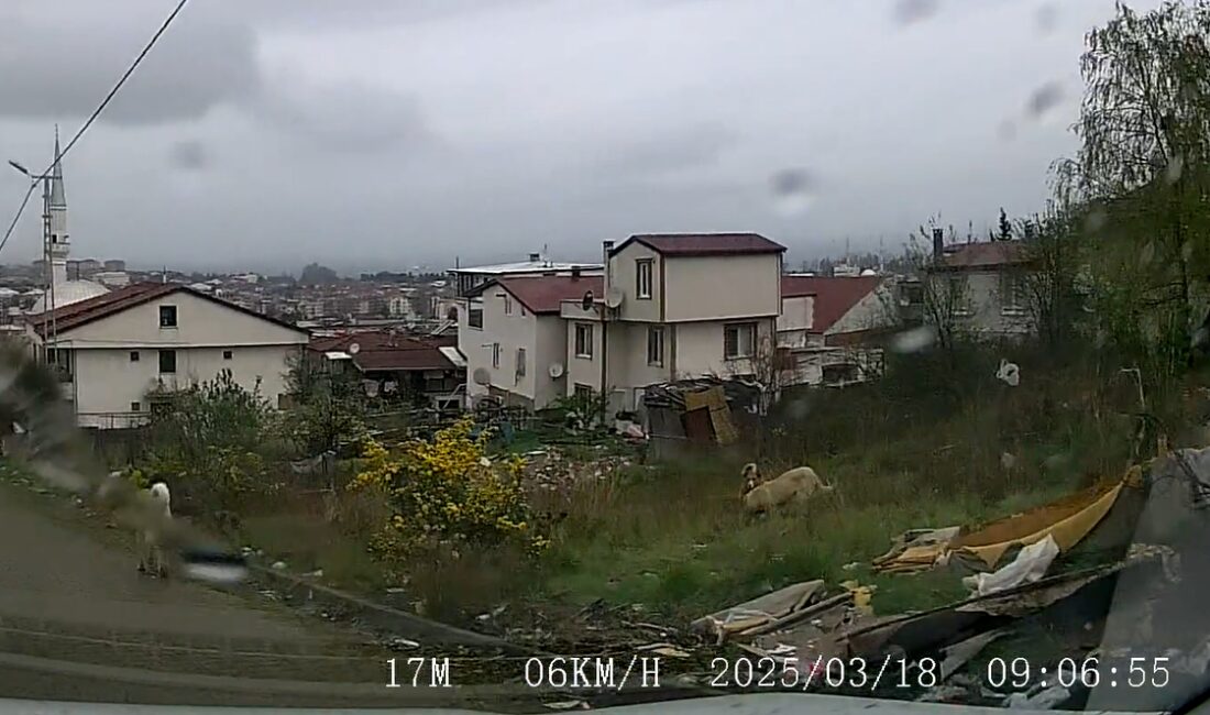 Yalova Valiliği, 5 yaşındaki Khaled Hammo'nun sokak köpeklerinin saldırısında ağır