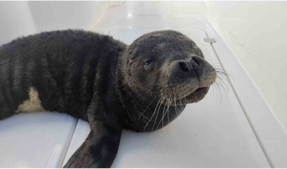 Antalya’nın Çaltıcak kıyılarında 4 Aralık 2024 tarihinde fırtınada annesinden koparak