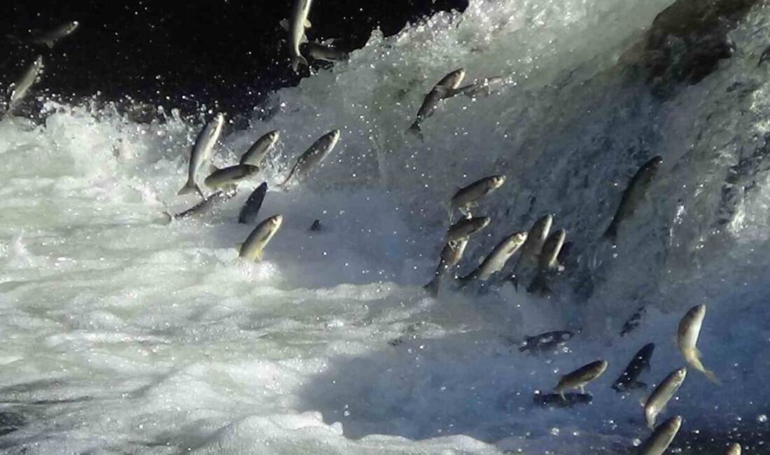 Dr. Öğretim Üyesi Mustafa Akkuş, Van Gölü'ndeki inci kefalinin üreme