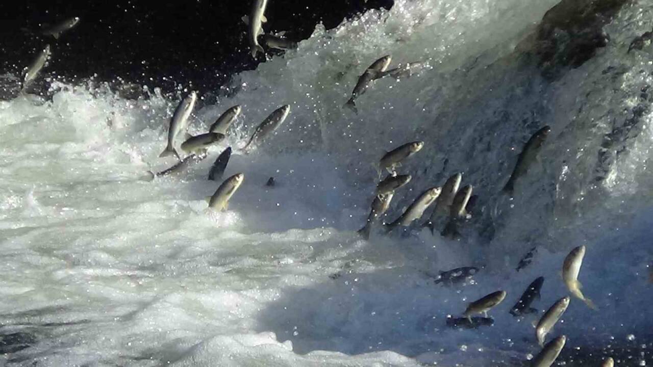 Dr. Öğretim Üyesi Mustafa Akkuş, Van Gölü'ndeki inci kefalinin üreme