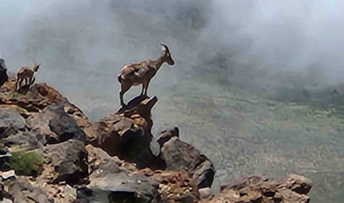 Ağrı Dağı'na tırmanış yapan dağcılar, 4 bin rakımda sürü halinde