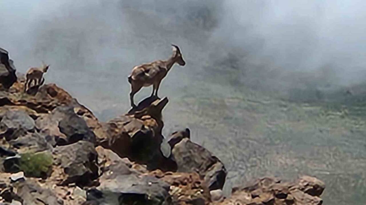 Ağrı Dağı'na tırmanış yapan dağcılar, 4 bin rakımda sürü halinde
