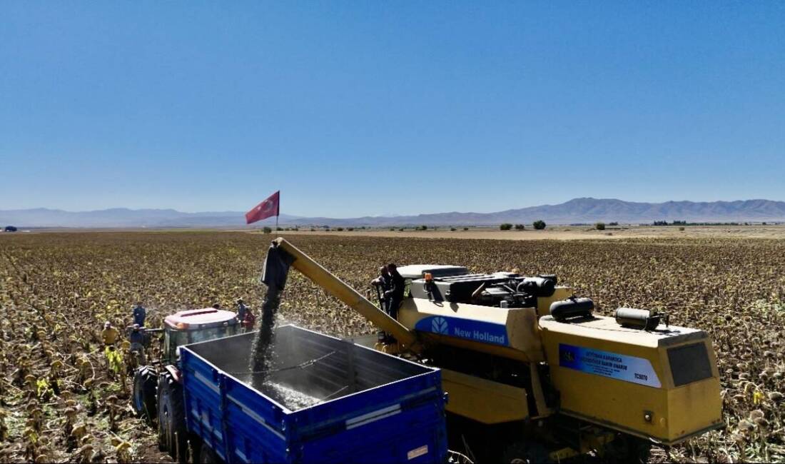 Ağrı'da ayçiçeği ekim alanı 2025'te 50 bin dekara yükselerek 758