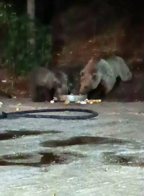 Bingöl’ün Kiğı ilçesindeki bir şantiyeye bu kez üç yavrusu ile