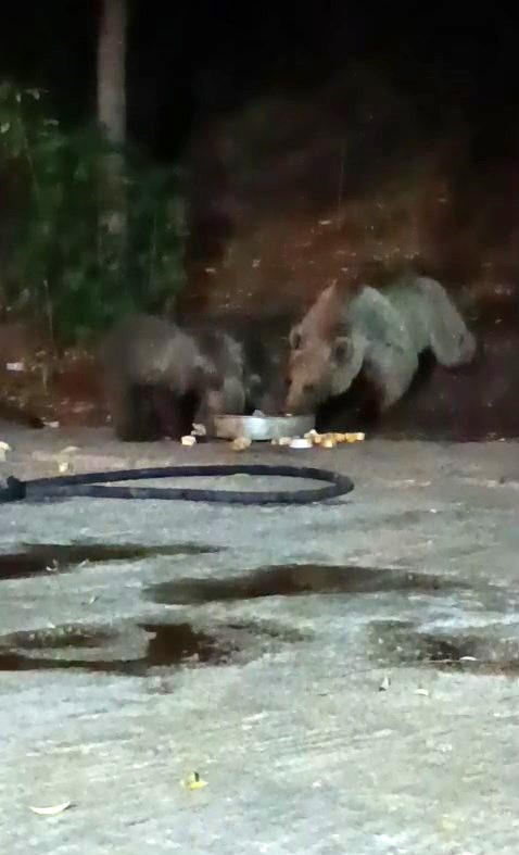 Bingöl’ün Kiğı ilçesindeki bir şantiyeye bu kez üç yavrusu ile