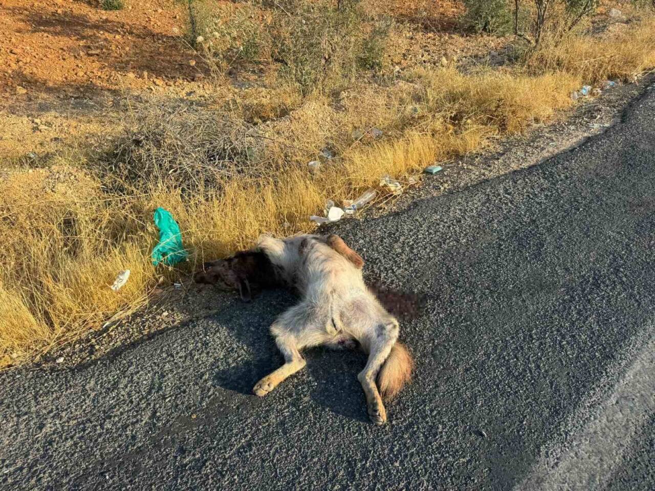 Şanlıurfa'nın Halfeti ilçesinde, sabah saatlerinde bir aracın çarptığı nesli tükenmekte