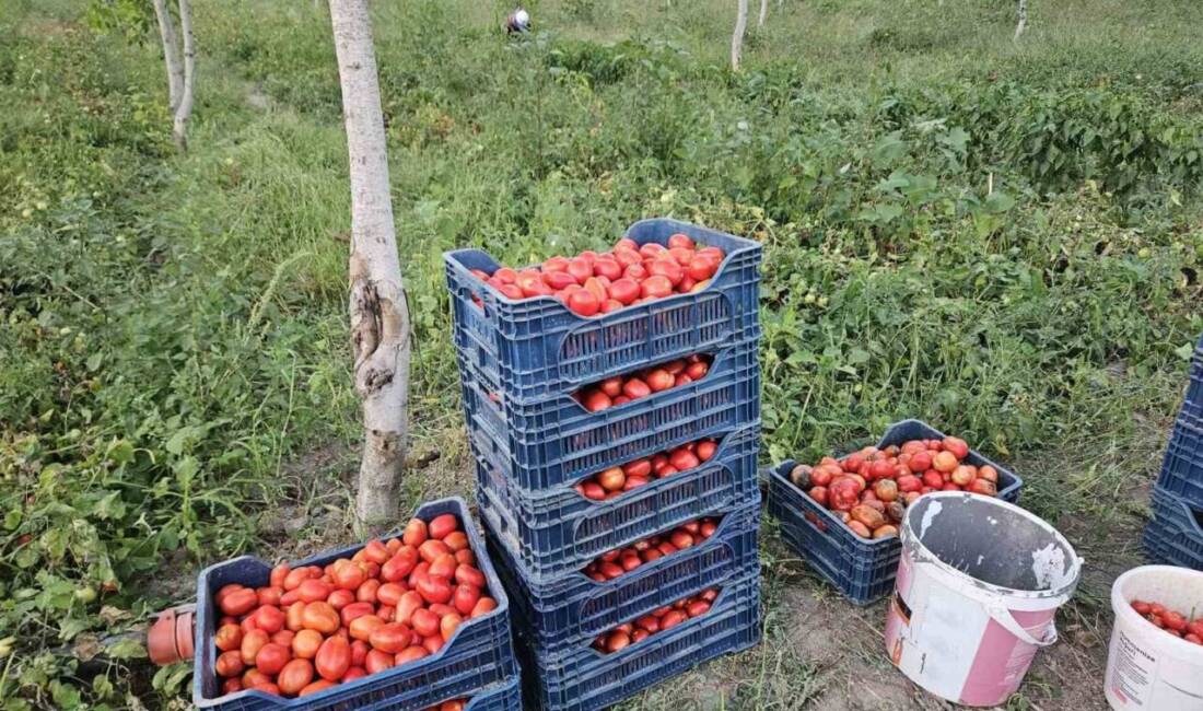 Balıkesir’in Sındırgı ilçesinde, ünlü Sındırgı domatesinin hasadı başladı. Beklenen rekolte