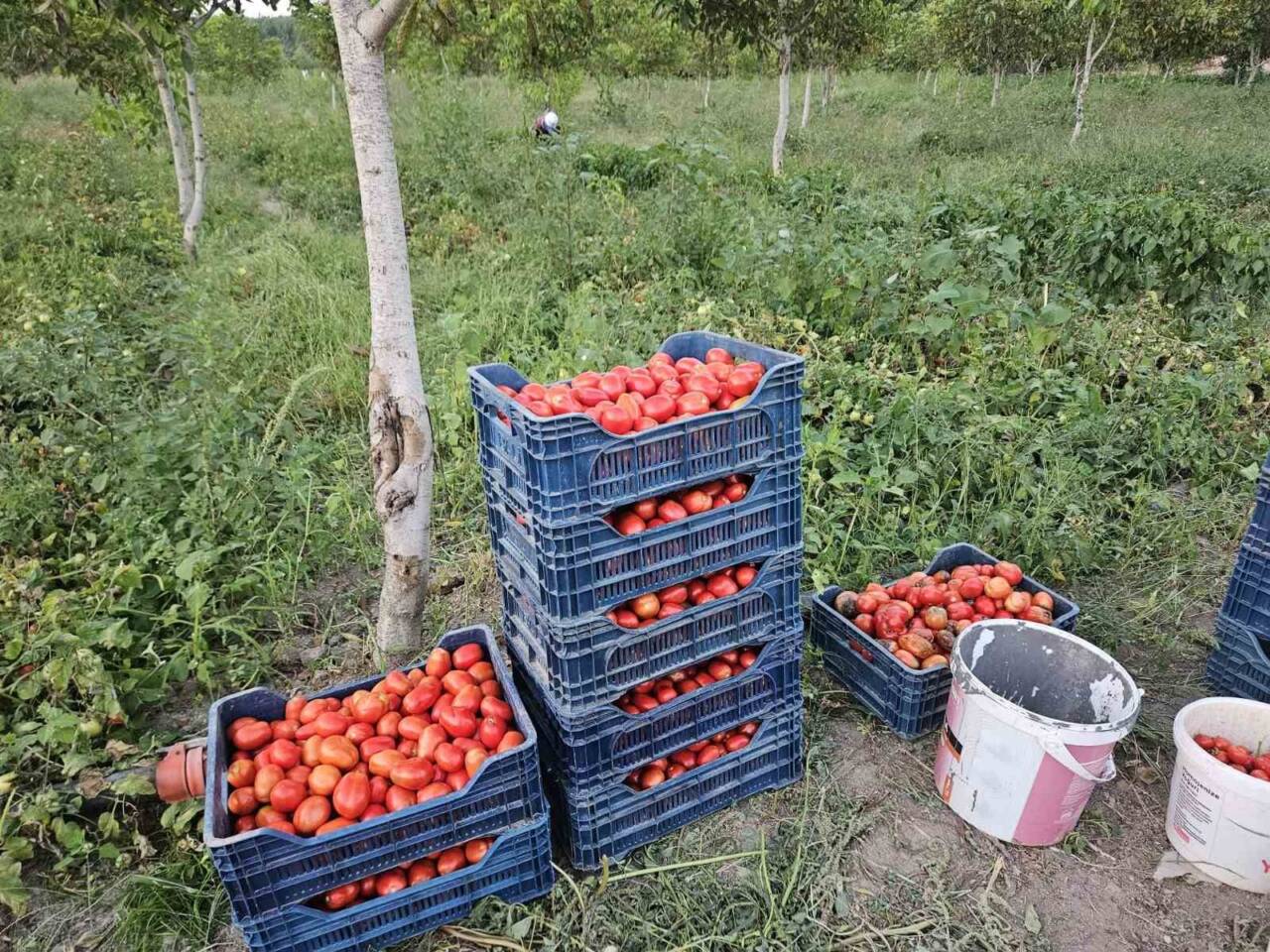 Balıkesir’in Sındırgı ilçesinde, ünlü Sındırgı domatesinin hasadı başladı. Beklenen rekolte