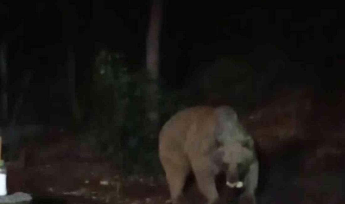 Bingöl'ün Kiğı ilçesindeki bir şantiyede işçilerin yaban hayvanları için bıraktığı