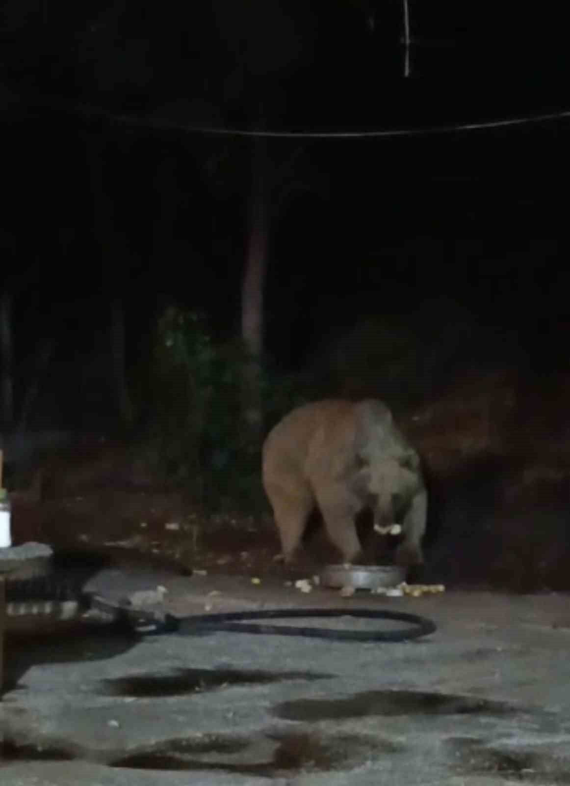 Bingöl'ün Kiğı ilçesindeki bir şantiyede işçilerin yaban hayvanları için bıraktığı