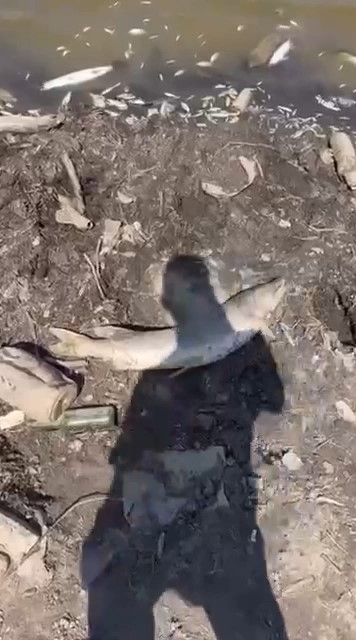 Bursa'nın Mudanya ilçesindeki Çınarlı göletinde yaşanan kuraklık, su seviyesinin düşmesine