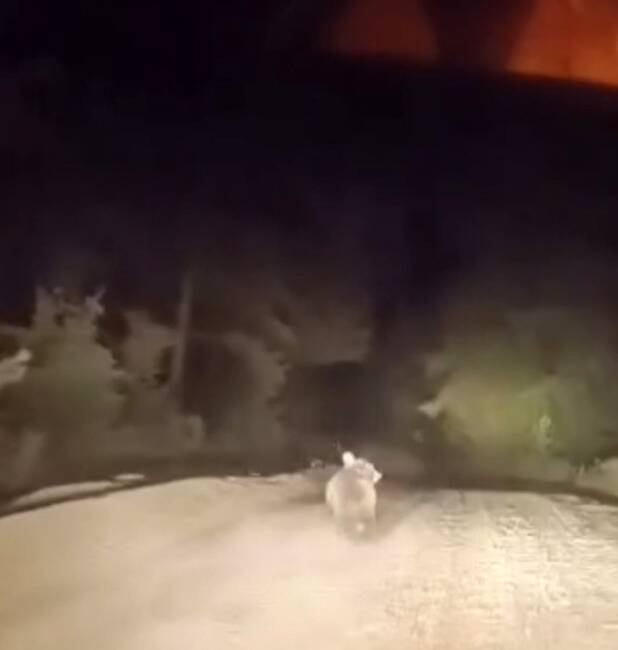 Bursa'nın Karacabey ilçesinde sürücü, dağ yolunda karşılaştığı ayının panikleyerek ormanlık