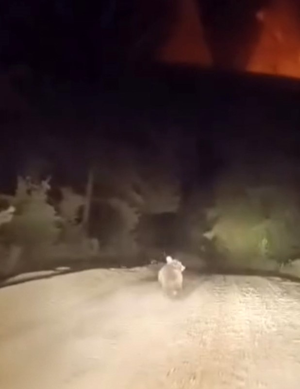 Bursa'nın Karacabey ilçesinde sürücü, dağ yolunda karşılaştığı ayının panikleyerek ormanlık