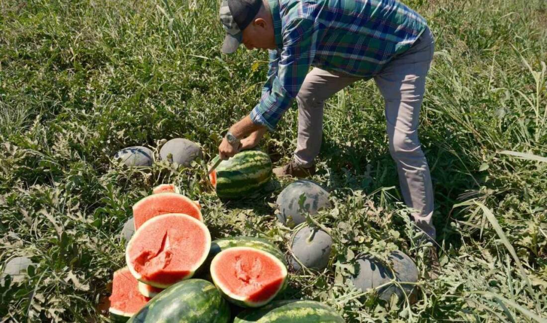 Son günlerde gündemde olan Iphone 17, çiftçiler için ekonomik bir