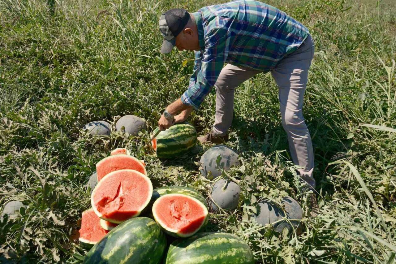 Son günlerde gündemde olan Iphone 17, çiftçiler için ekonomik bir