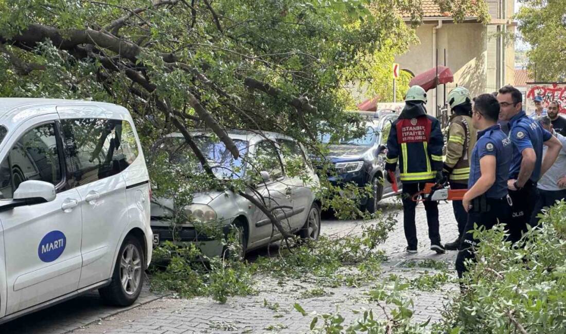 Kadıköy Caferağa Mahallesi'nde bir ağacın dalı, seyir halindeki Mustafa Kaan