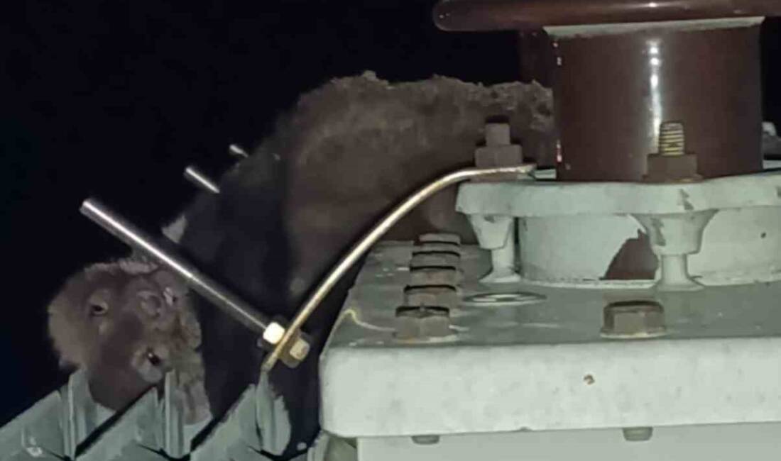 Konya'nın Kulu ilçesindeki Yazıcayır Mahallesi'nde yaşanan elektrik kesintilerinin sebebi bir