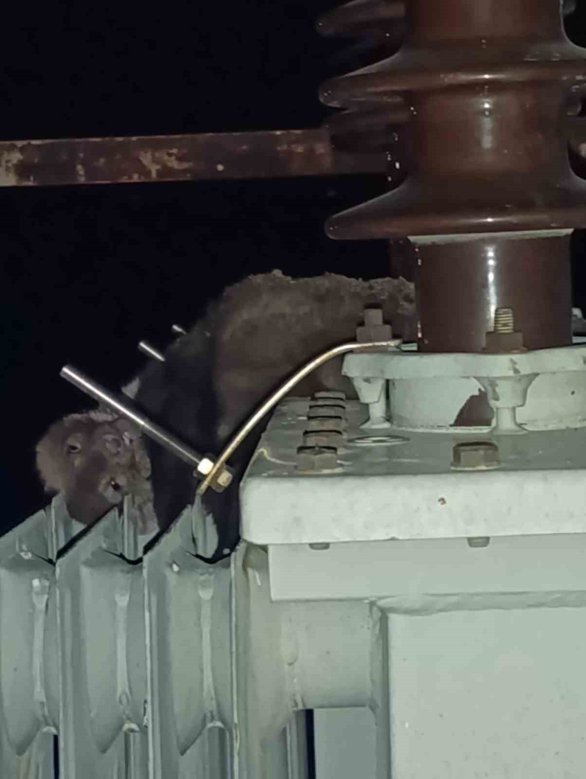 Konya'nın Kulu ilçesindeki Yazıcayır Mahallesi'nde yaşanan elektrik kesintilerinin sebebi bir