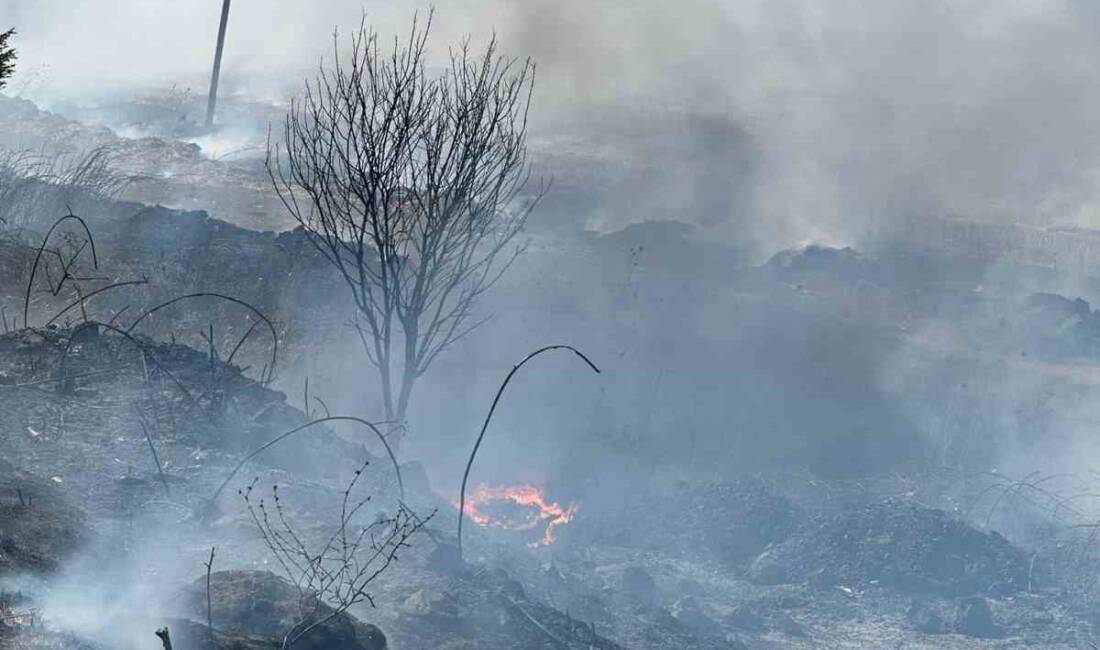 Balıkesir'in Bandırma ilçesinde, Manyas Kuş Cenneti yakınında bir otluk alanda