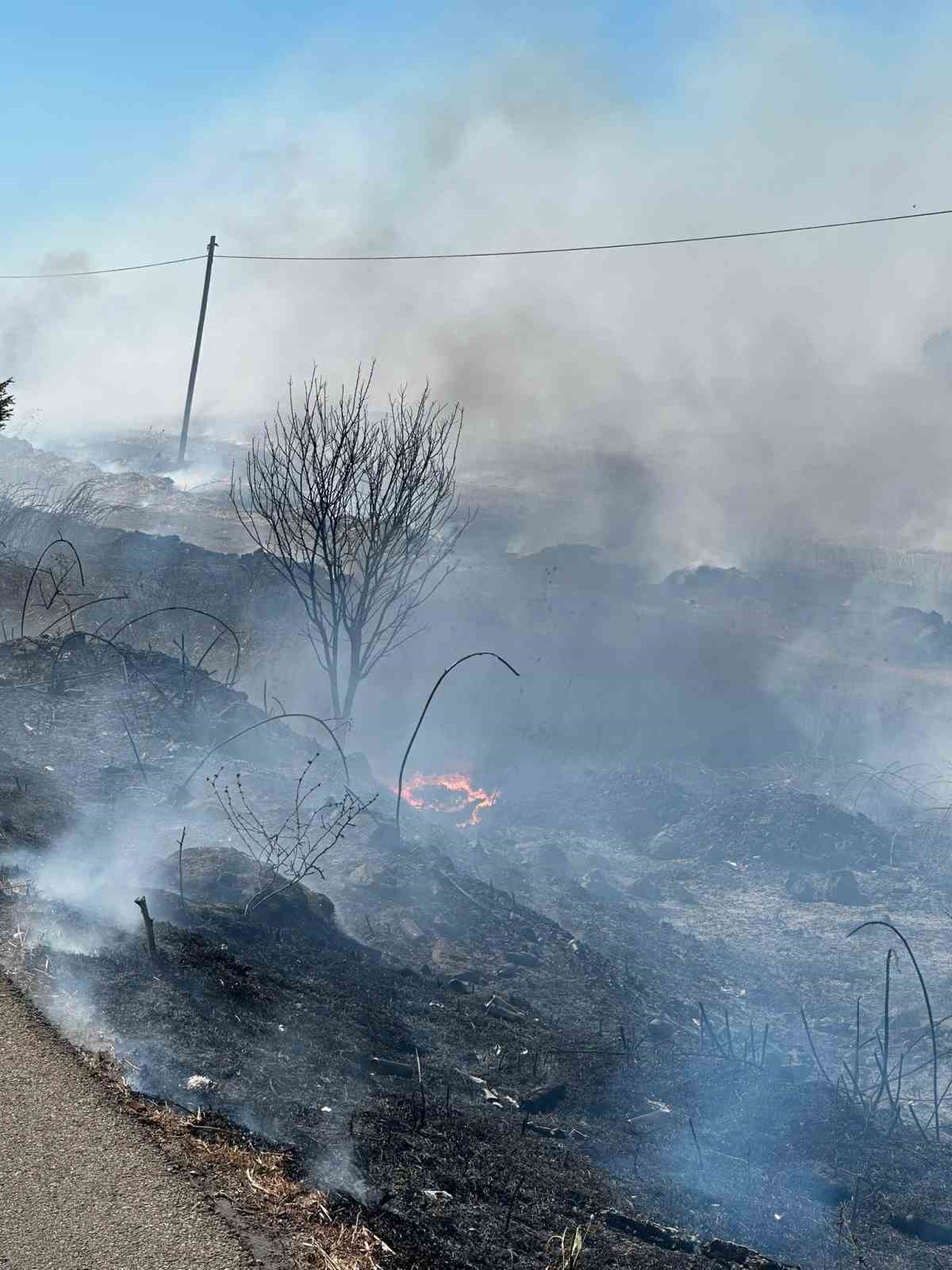 Balıkesir'in Bandırma ilçesinde, Manyas Kuş Cenneti yakınında bir otluk alanda