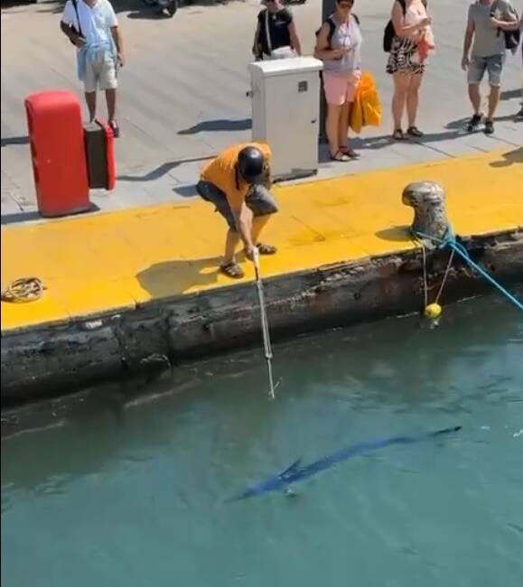 Muğla’nın Bodrum ilçesinde, nesli tükenme tehlikesi altında bulunan mavi yelken
