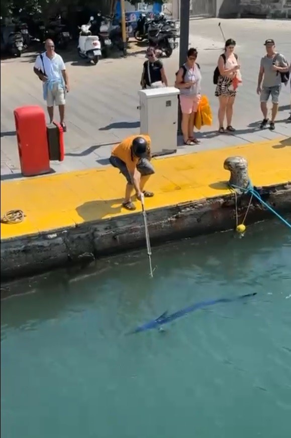Muğla’nın Bodrum ilçesinde, nesli tükenme tehlikesi altında bulunan mavi yelken