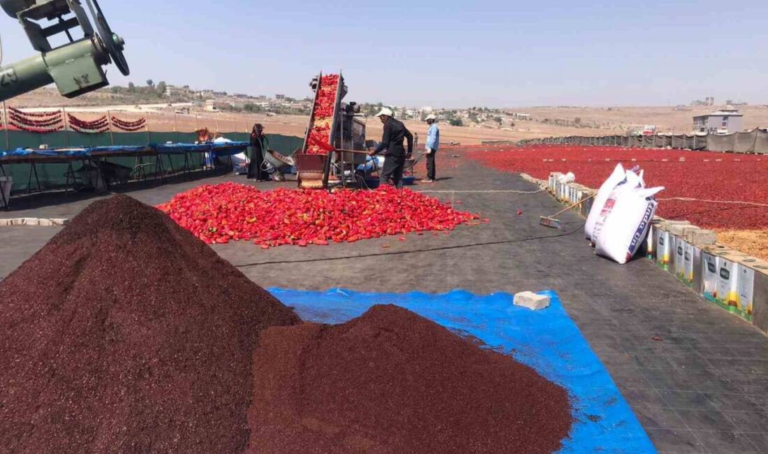 Şanlıurfa'da isot üretimi başladı ve bu süreçte kadın işçiler önemli