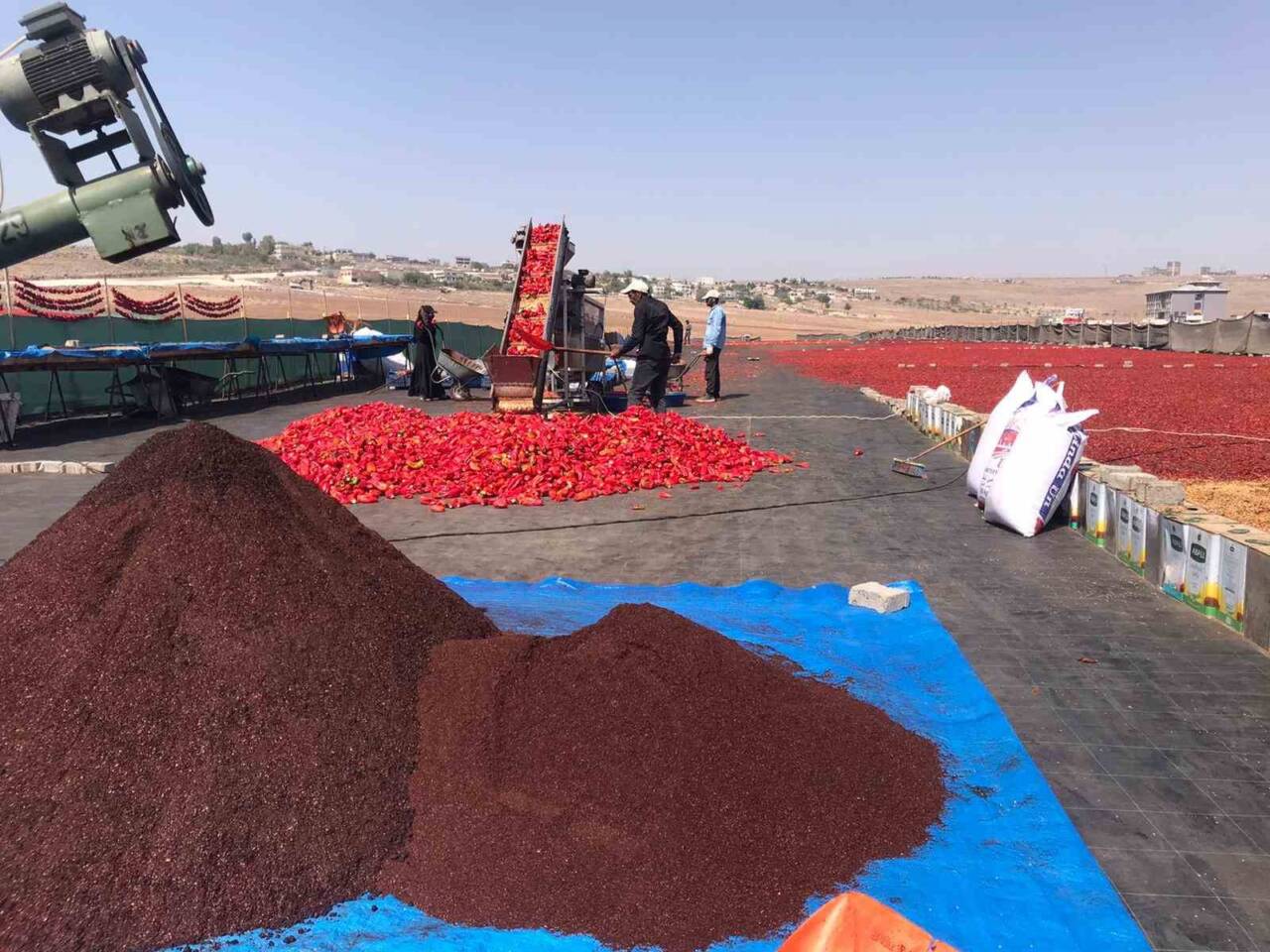 Şanlıurfa'da isot üretimi başladı ve bu süreçte kadın işçiler önemli