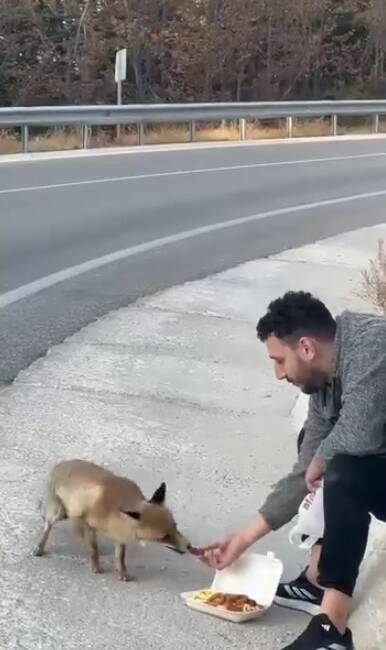 Bursa Uludağ yolunda bir vatandaş, karşılaştığı bir tilkiyle sıcak anlar