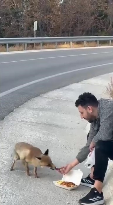 Bursa Uludağ yolunda bir vatandaş, karşılaştığı bir tilkiyle sıcak anlar