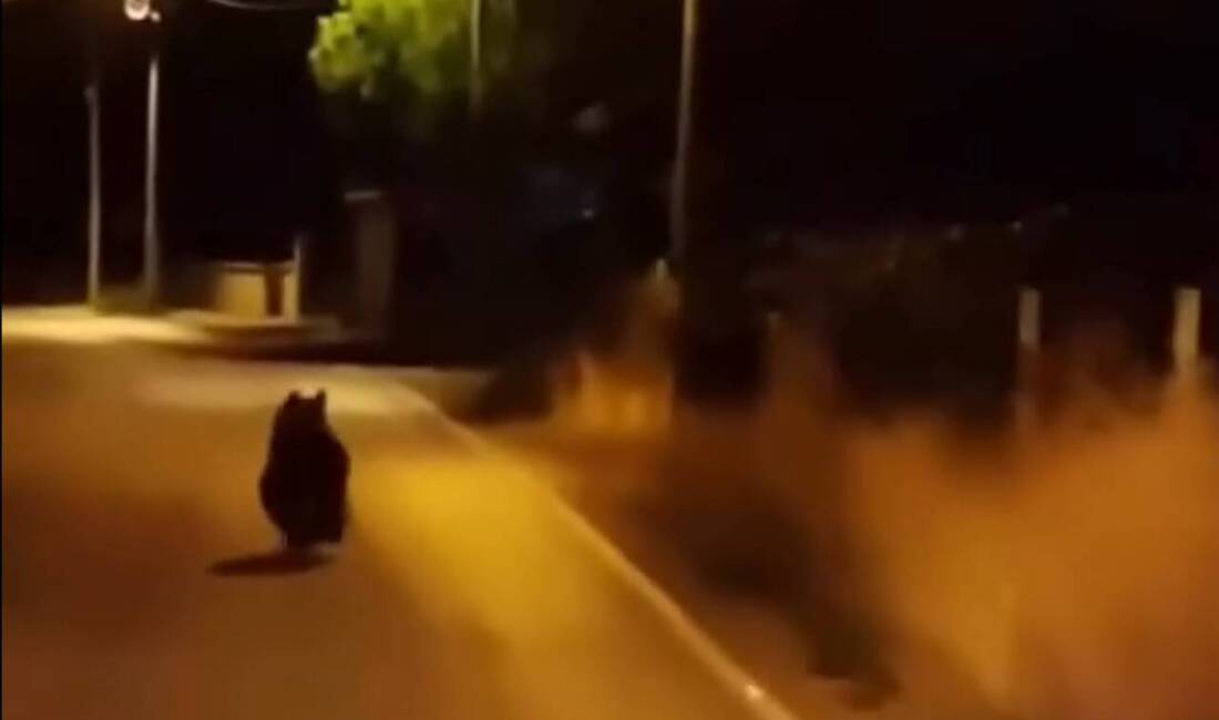 Yalova'nın Çınarcık ilçesindeki Kocadere köyünde bir vatandaş, akşam saatlerinde yola