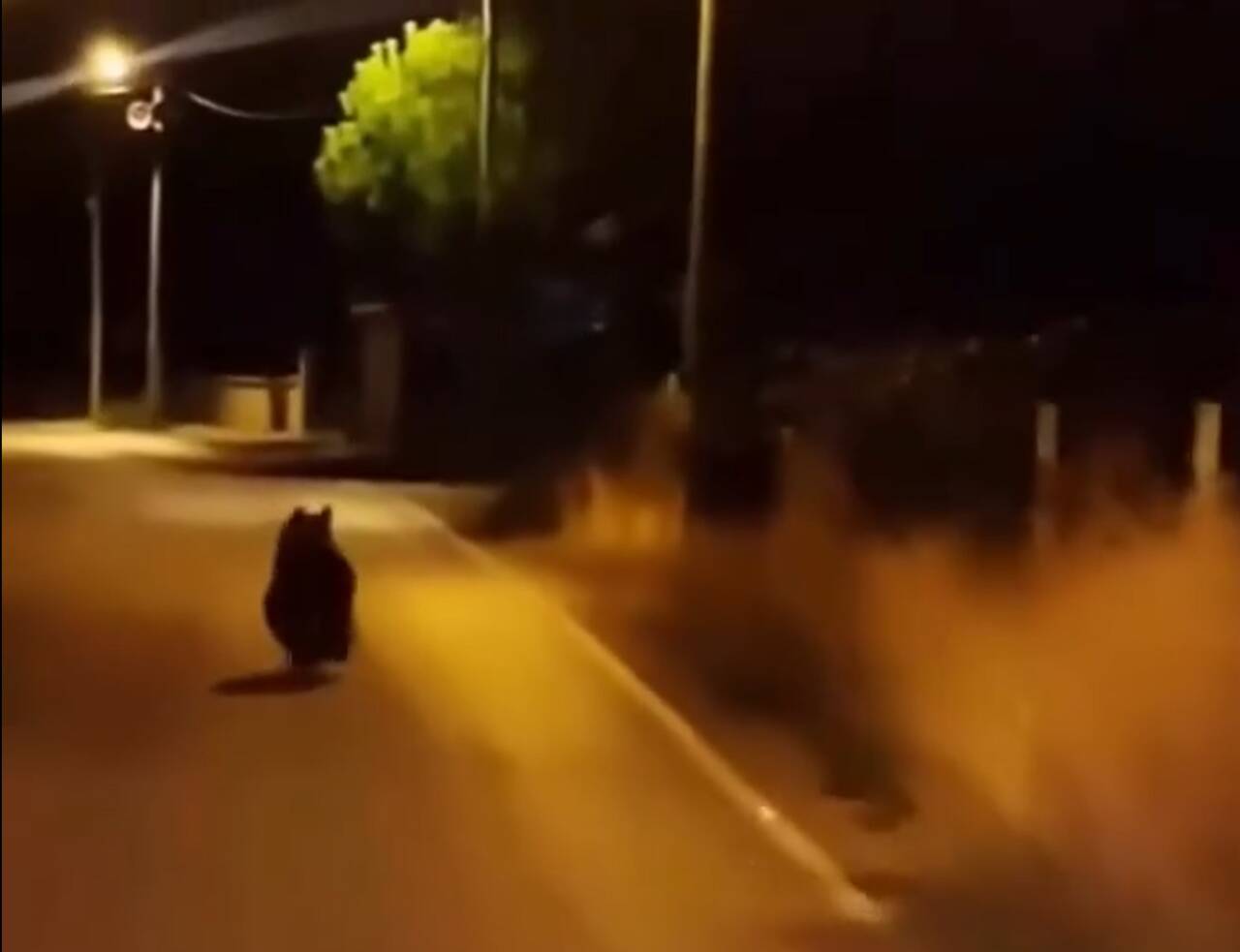 Yalova'nın Çınarcık ilçesindeki Kocadere köyünde bir vatandaş, akşam saatlerinde yola