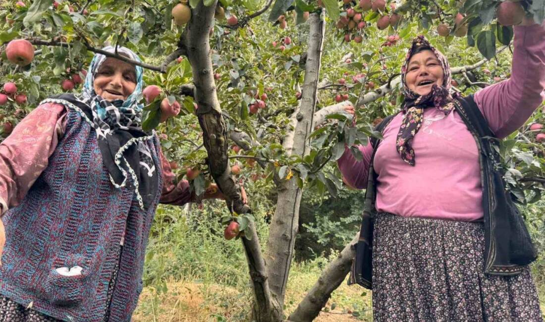 Yalova'nın Dereköy köyünde elma üretimi bu yıl yüksek kalite ve