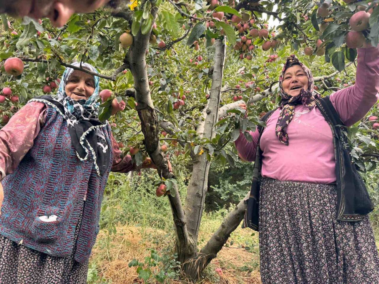 Yalova'nın Dereköy köyünde elma üretimi bu yıl yüksek kalite ve