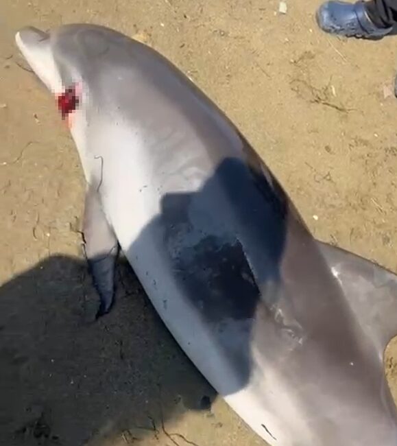 Yalova’nın Çiftlikköy ilçesinde, Elmakent Sitesi sahilinde kıyıya vurmuş ölü bir