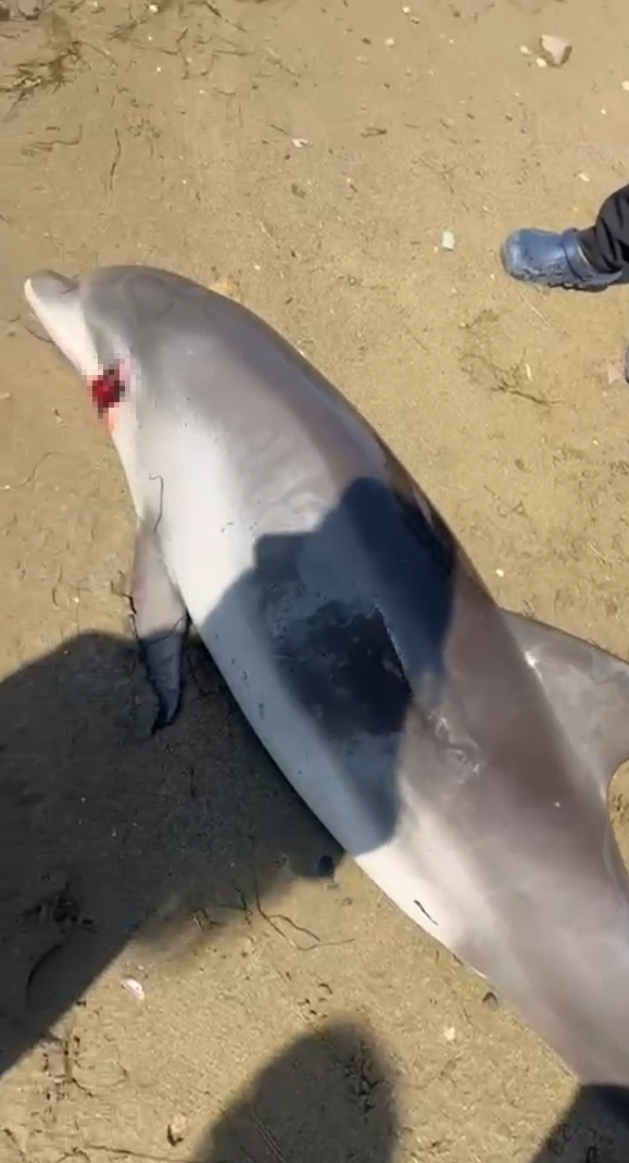 Yalova’nın Çiftlikköy ilçesinde, Elmakent Sitesi sahilinde kıyıya vurmuş ölü bir