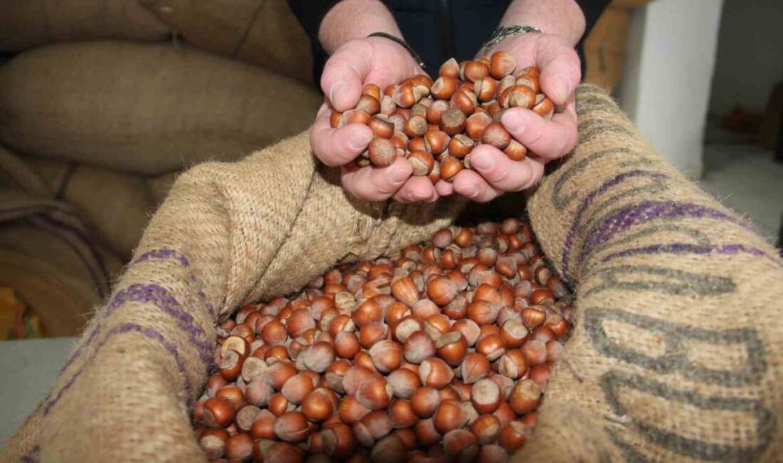 Giresun'da fındık fiyatları 10 Ekim itibarıyla serbest piyasada 305-315 lira