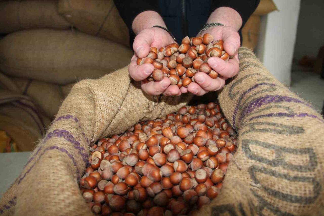 Giresun'da fındık fiyatları 10 Ekim itibarıyla serbest piyasada 305-315 lira