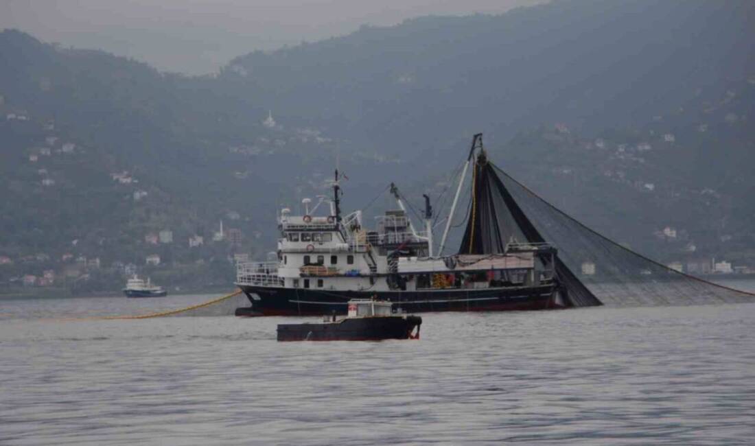 Karadeniz’deki hamsi stokları, 2023-2024 sezonunda 270 bin tondan 2024-2025'te 150