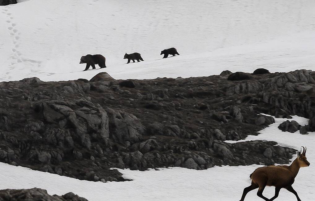 Erzincan- Tunceli sınırındaki 3.300 rakımlı Munzur Dağı'nda, boz ayı nedeniyle