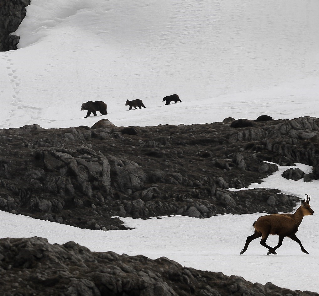 Erzincan- Tunceli sınırındaki 3.300 rakımlı Munzur Dağı'nda, boz ayı nedeniyle