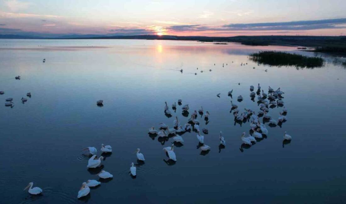 Balıkesir'deki Manyas Kuş Cenneti, sonbahar mevsiminde pelikanlar ve flamingolarla dolup