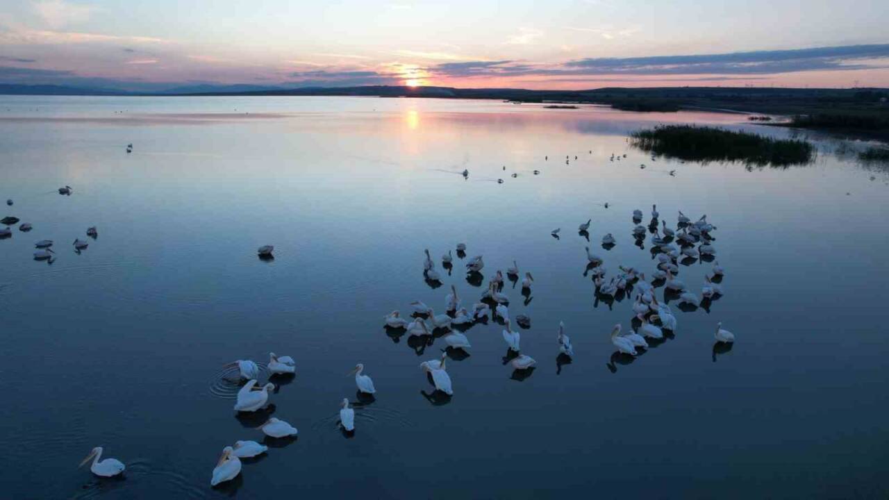 Balıkesir'deki Manyas Kuş Cenneti, sonbahar mevsiminde pelikanlar ve flamingolarla dolup